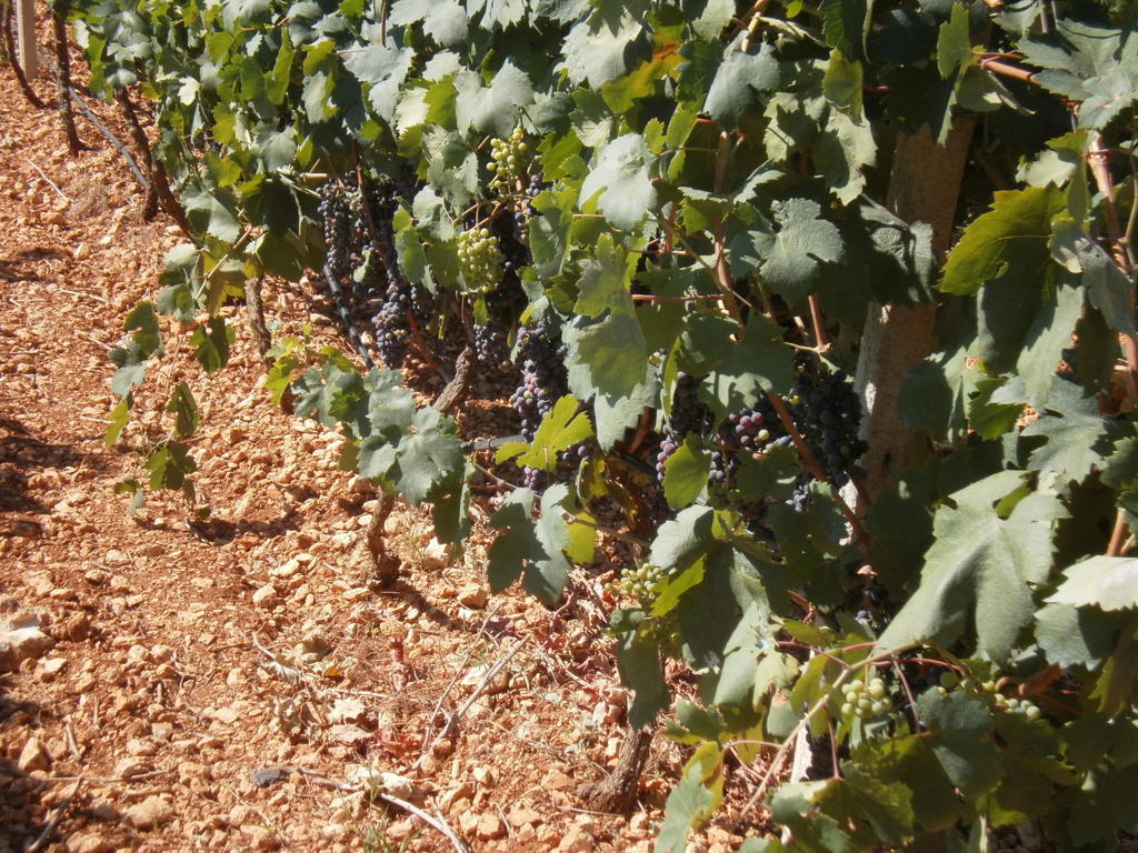 Masseria Nuova Francavilla Fontana Dış mekan fotoğraf