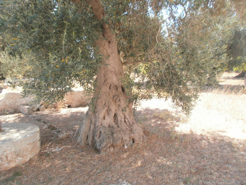 Masseria Nuova Francavilla Fontana Dış mekan fotoğraf