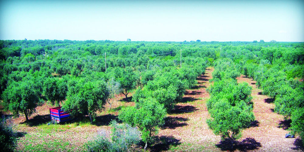 Masseria Nuova Francavilla Fontana Dış mekan fotoğraf